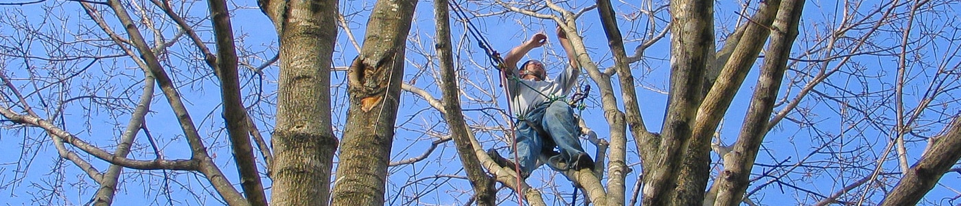 What is a Certified Arborist and Why Should I Use Them for Tree Care?