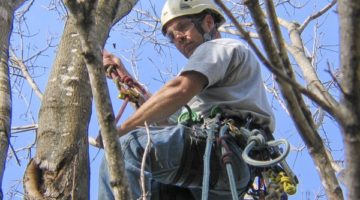 Tree Care Services from Johnson Ops