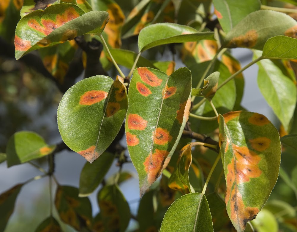 How to Identify Diseases in Your Trees and Shrubs