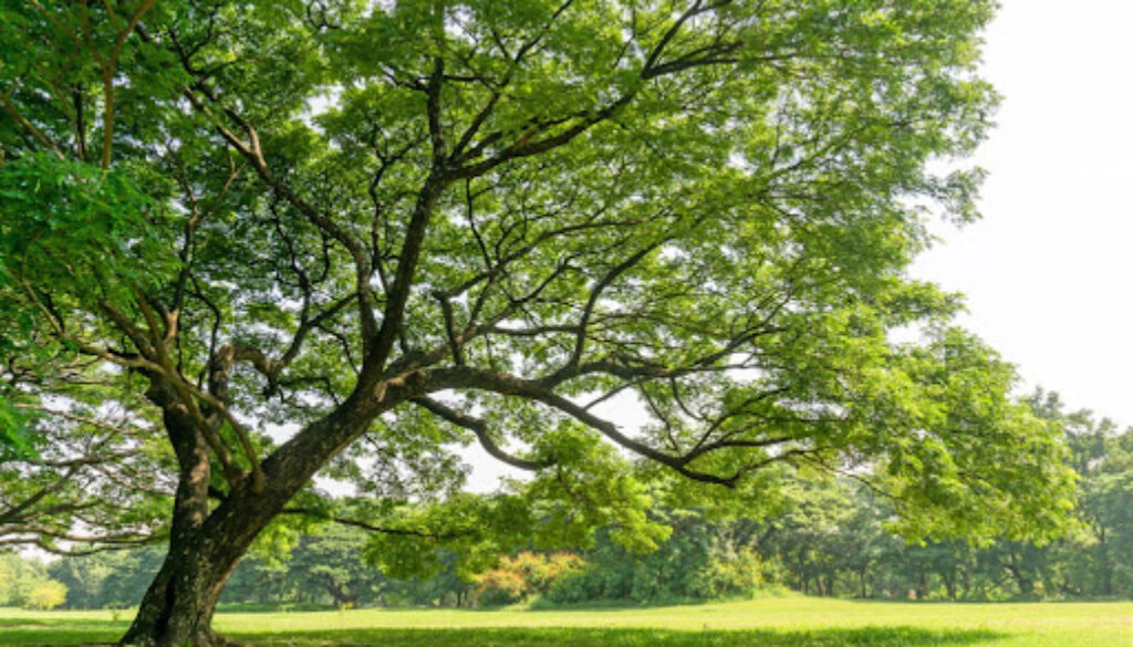 9 Myths about Tree Care from a Certified Arborist Johnson-ops-tree-care