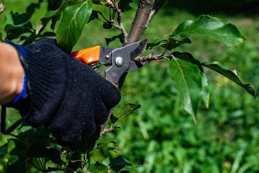 Fall Tree Care From Certified Arborists - Johnson Ops Tree Care