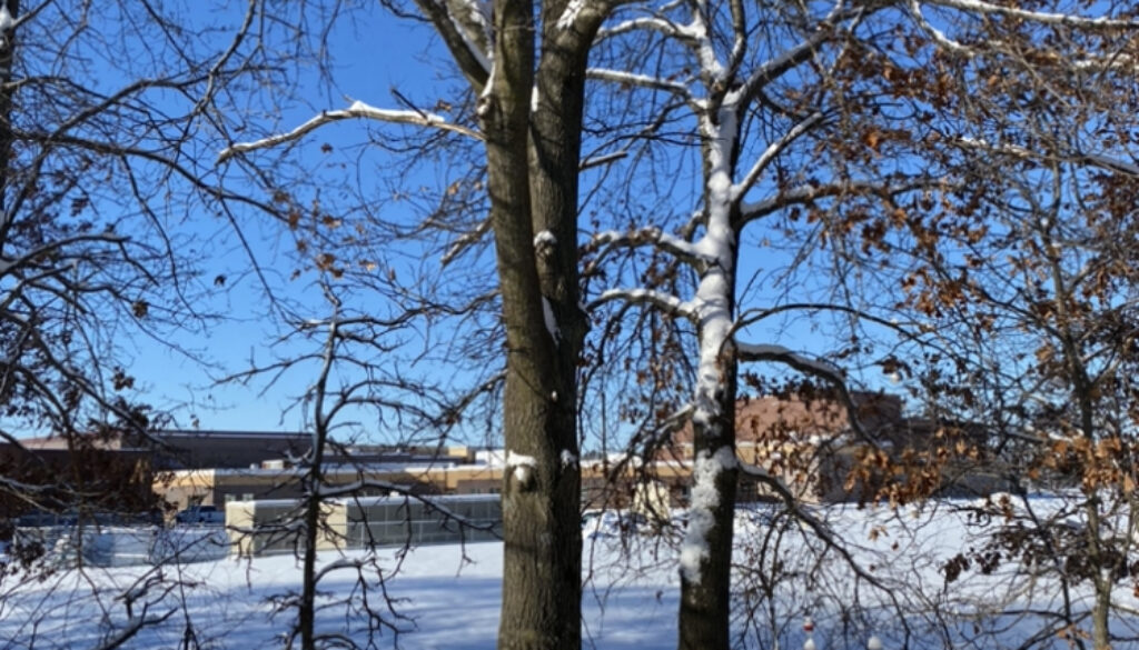 Benefits of Pruning Oak & Elm Trees in the Winter to Early Spring