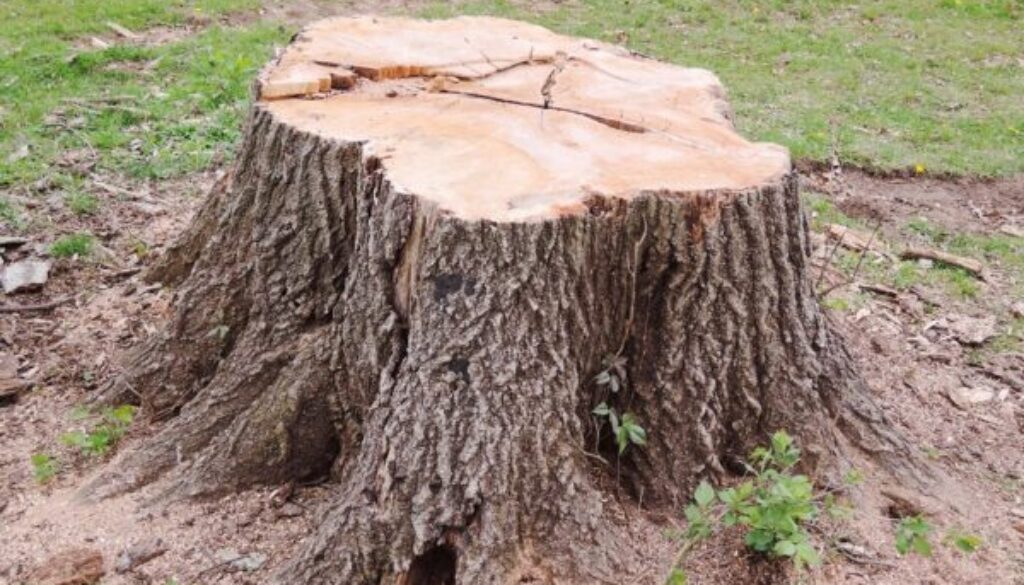 What Happens To A Tree After You Remove It? call Johnson-ops-tree-care