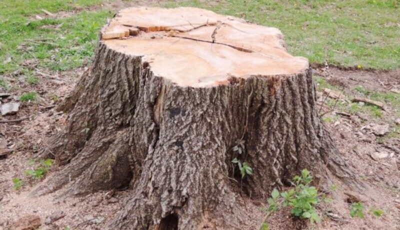 What Happens To A Tree After You Remove It? call Johnson-ops-tree-care
