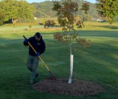 proper tree installation Johnson-ops-tree-care