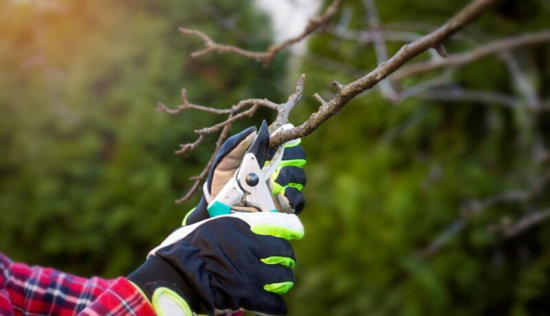 arborist ensuring vertical growth in tree by pruning