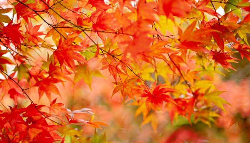 Close up of a species of maple leaves in the fall