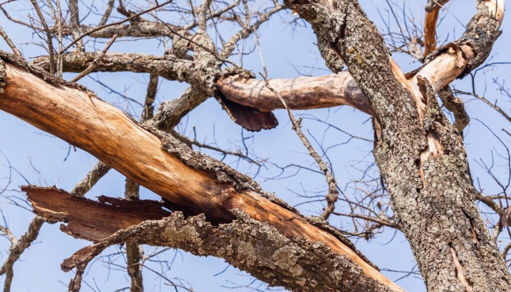 Symptoms of a Sick or Dying Tree Johnson-ops-tyree-care