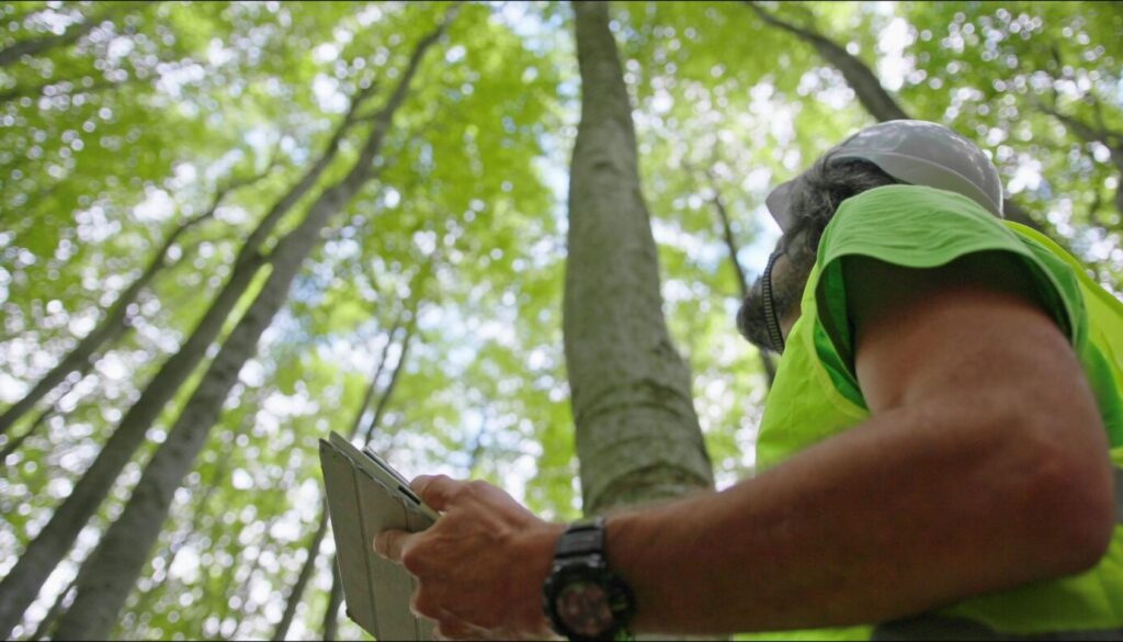 Tree care specialist evaluates one of the fastest growing trees in the midwest