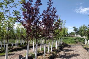 Environmental Benefits of Tree Planting
