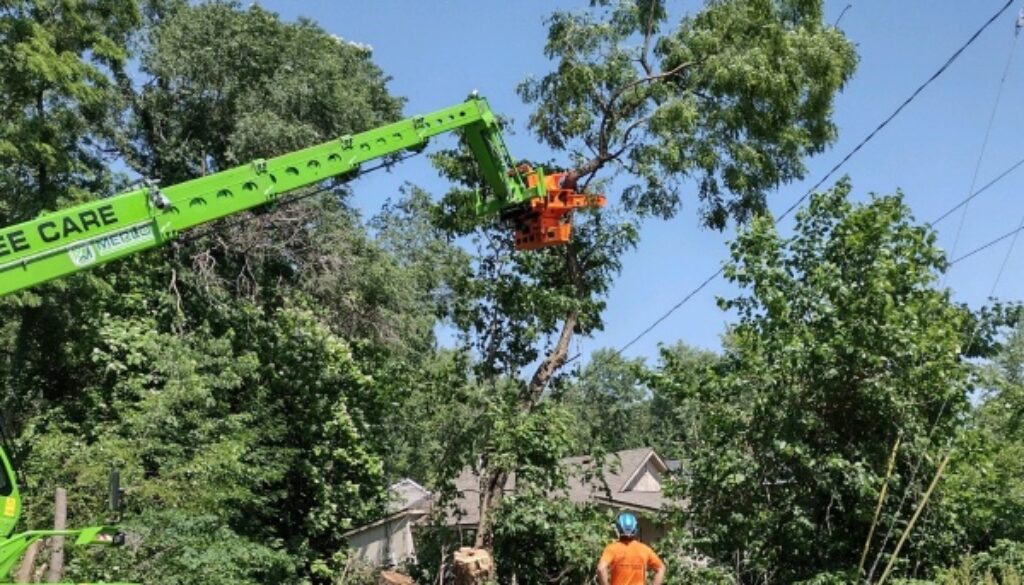 Why is tree work so expensive? Johnson-ops-tree-care