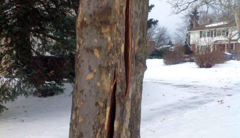 Cracks Can Cause Hazards in Trees