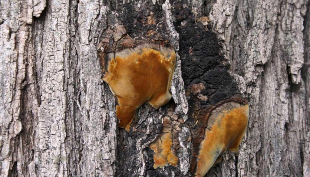 Decay Can Cause Hazardous Defects in Trees Johnson-ops-tree-care