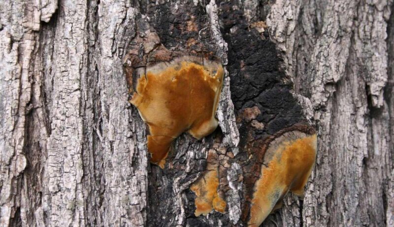 Decay Can Cause Hazardous Defects in Trees Johnson-ops-tree-care