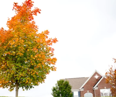 Early Fall Color Could Be Sign of Tree Distress