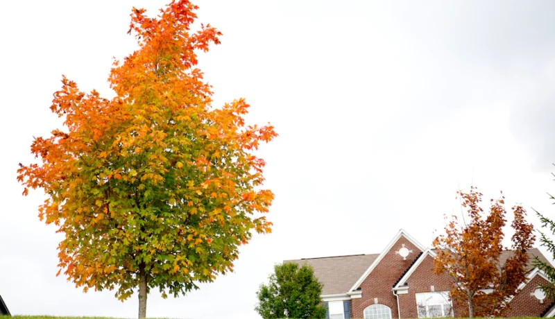 Early Fall Color Could Be Sign of Tree Distress