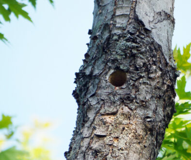 Holes in Trees: Hazards or Harmless?