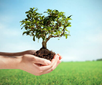 Proper Tree Planting Tips for Arbor Day Johnson-ops-tree-care