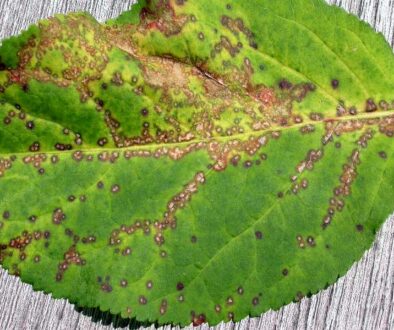 Anthracnose johnson-ops-tree-care