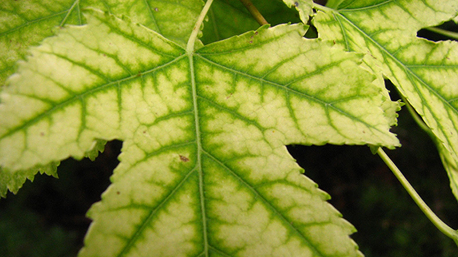 Chlorosis - Johnson Ops Tree Care
