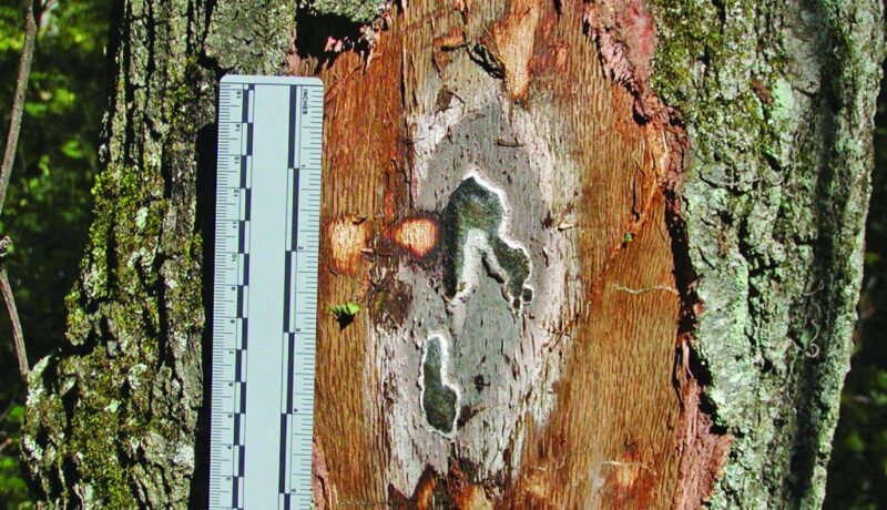 Oak wilt is widespread in southern Wisconsin but in much of northern Wisconsin it is still a new and uncommon diseas