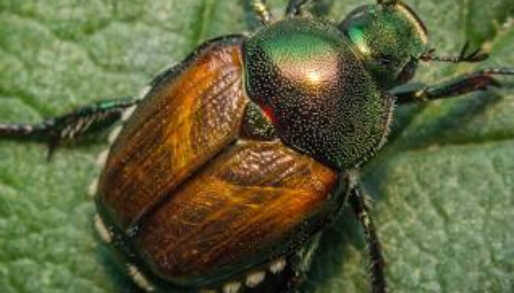 The Japanese Beetle and the problems they cause?