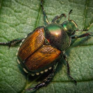 Japanese Beetles And The Problems They Cause