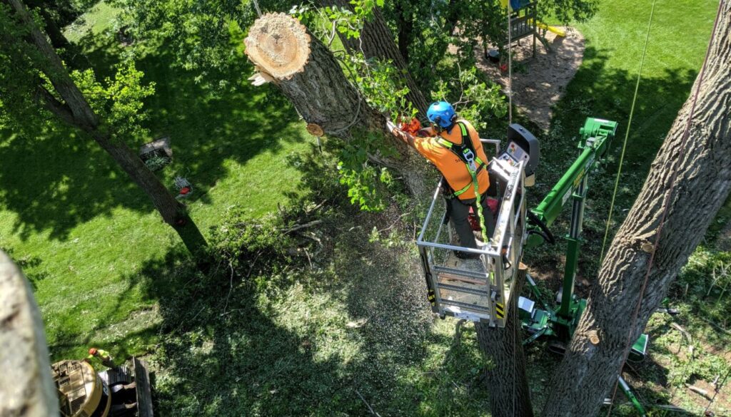 services provided by a certified arborist Johnson-ops-tree-care