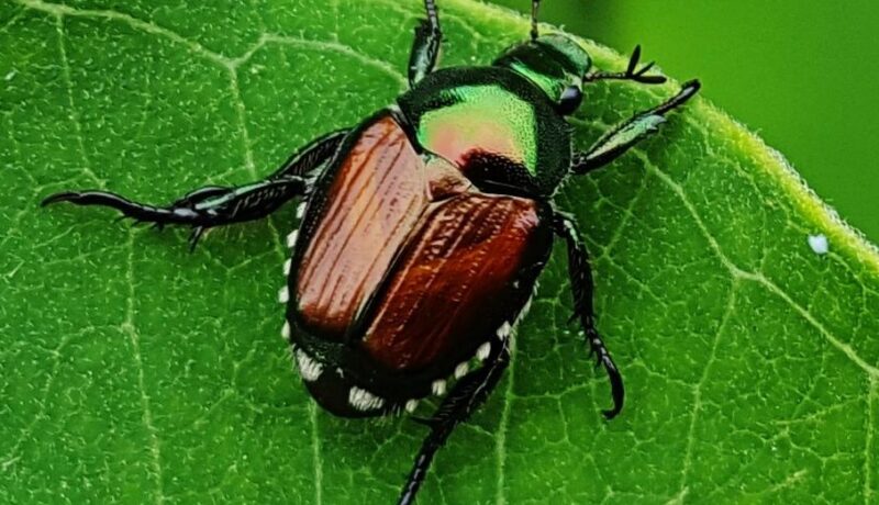 the japanese beetle johnson-ops-tree-care