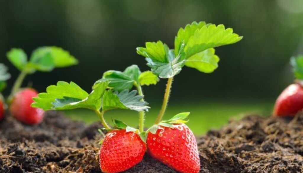 Growing-Strawberries-johnson-ops-tree-care