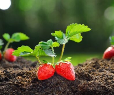 Growing-Strawberries-johnson-ops-tree-care