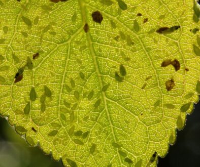 How to Determine if a Tree Has an Aphid Infestation Johnson-ops-tree-care