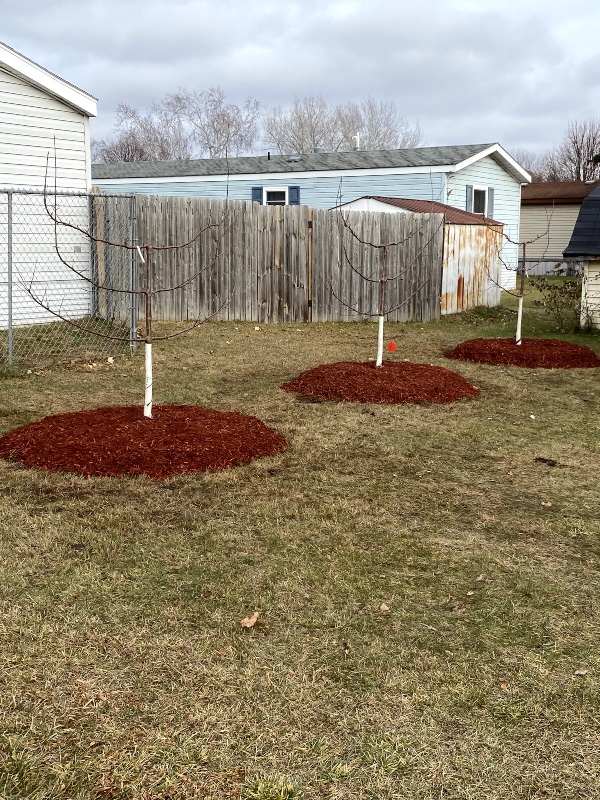 Reduce Our Water Use While Keeping Your Trees Healthy