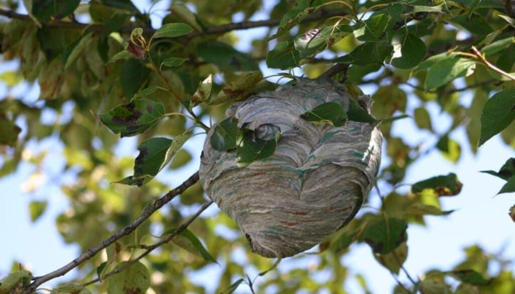 A Simple Guide To Wasp Nests In Trees