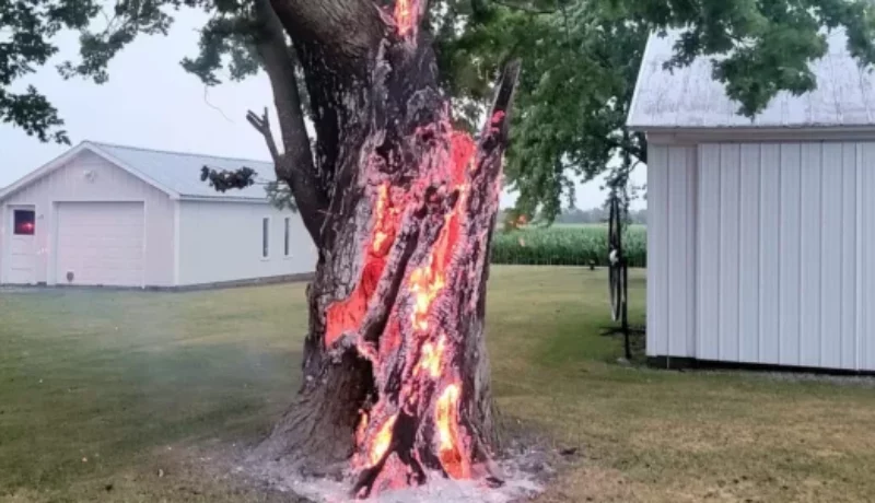 What actions should you take if lightning strikes a tree in your yard?