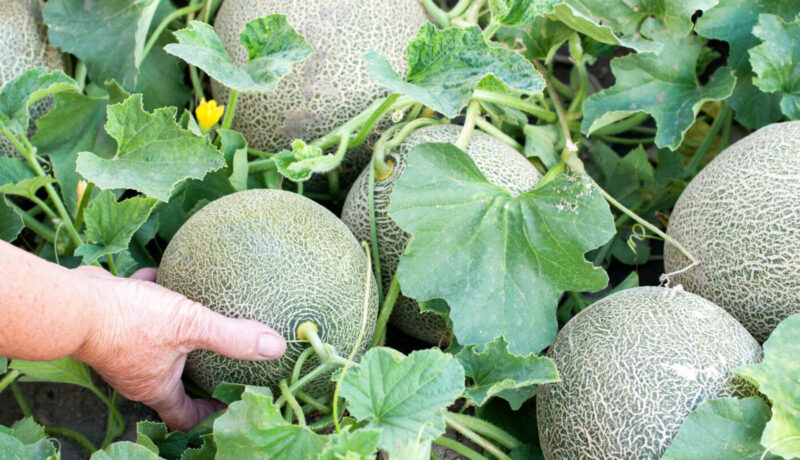 growing melons in wisconsin