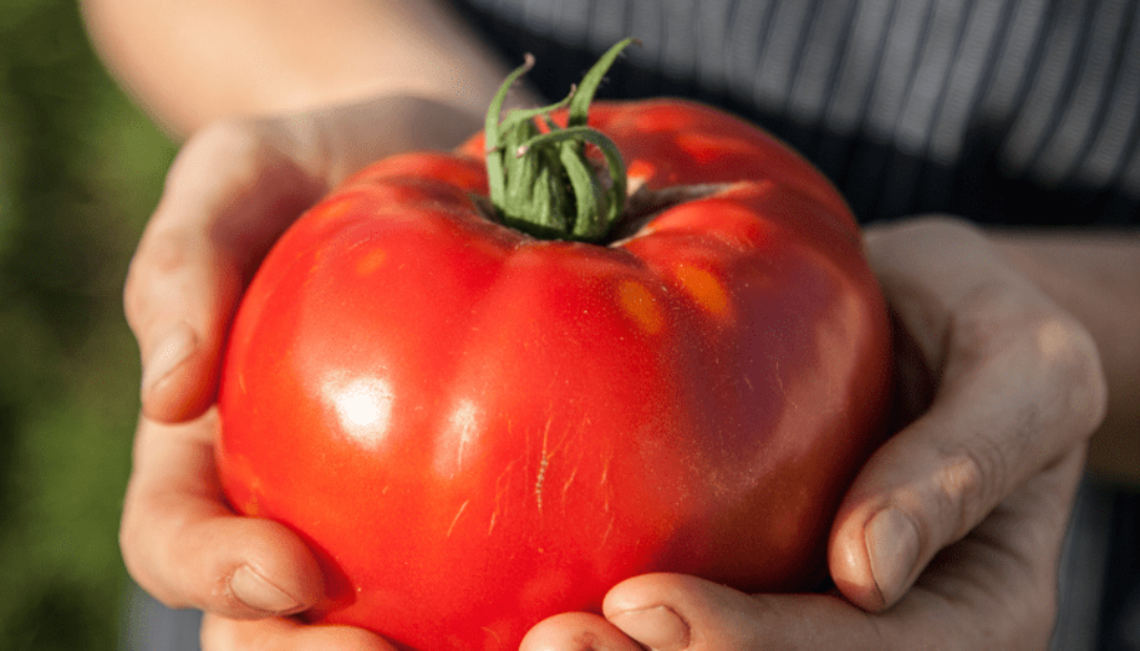 how to grow large tomatoes