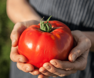 how to grow large tomatoes