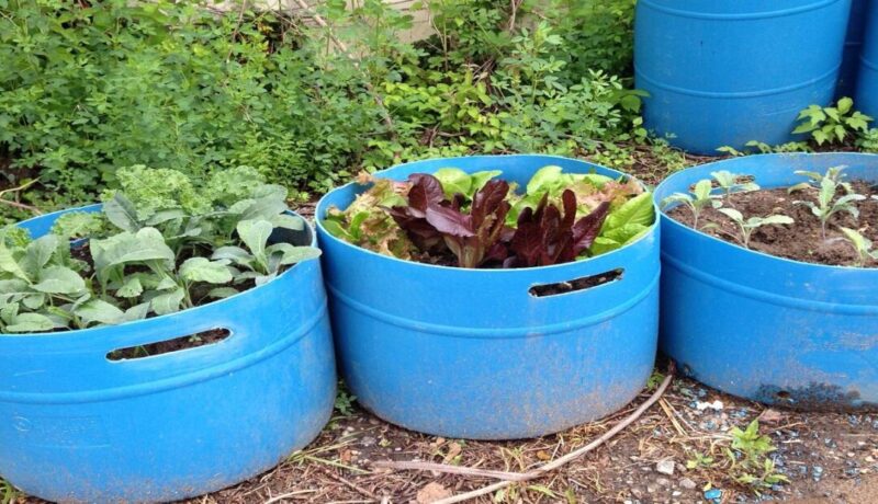 vegetable garden in a pot