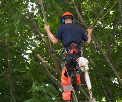 Arborists: The Unsung Heroes of Tree Care Johnson OPS tree care