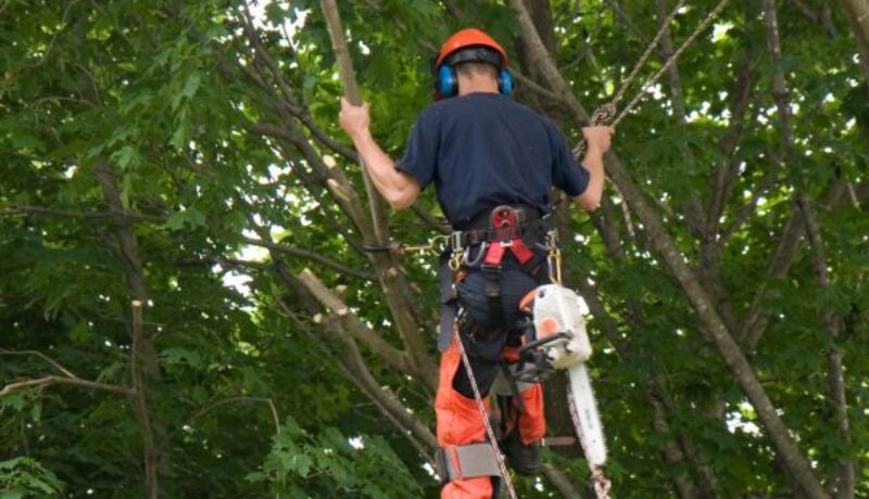 Arborists: The Unsung Heroes of Tree Care Johnson OPS tree care