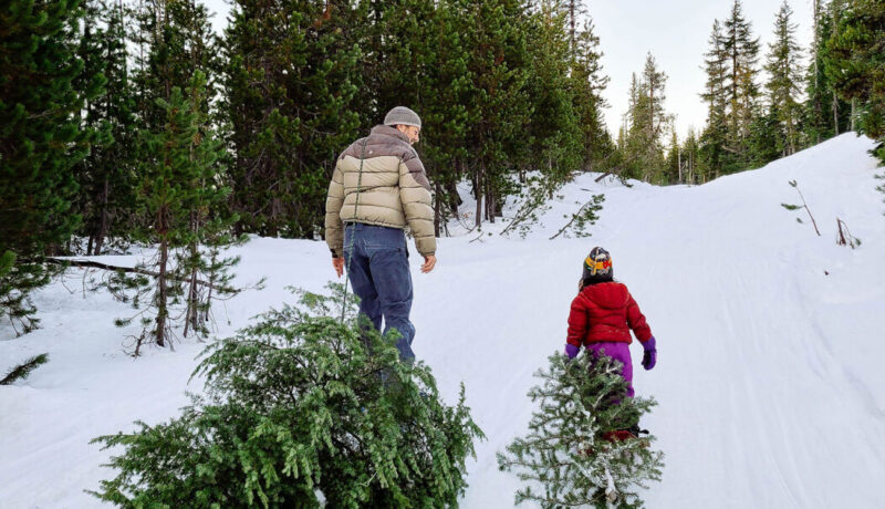 The Basics for cutting down a Christmas tree in a Wisconsin forest  Johnson-ops-tree-care