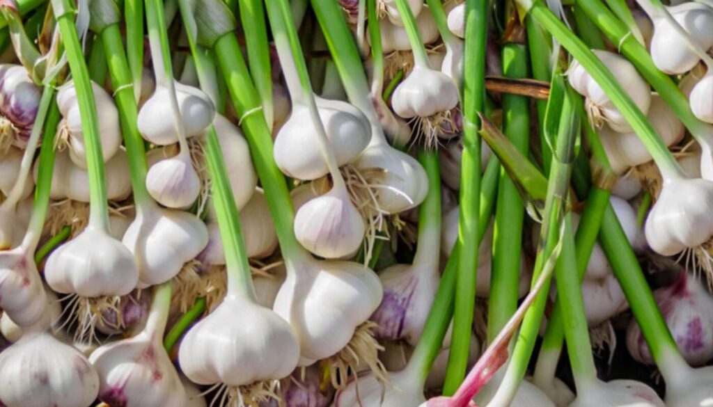growing garlic in wisconsin Johnson-ops-tree-care