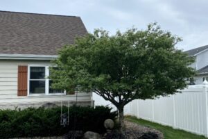 Common Mistakes in Tree Care and How to Fix Them
