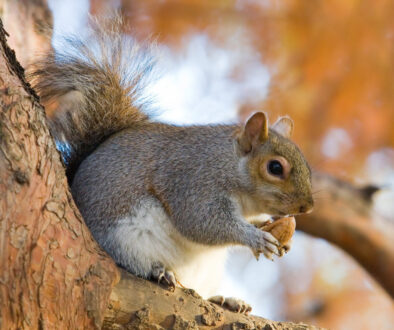 Ways to Avoid Tree-Related Wildlife Problems