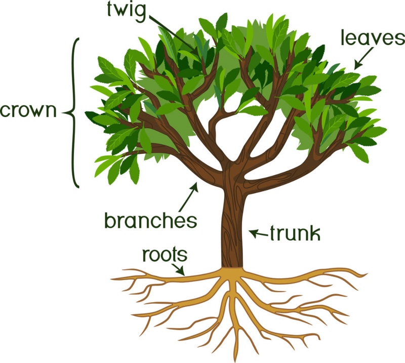 Anatomy of a tree - Johnson Ops Tree Care