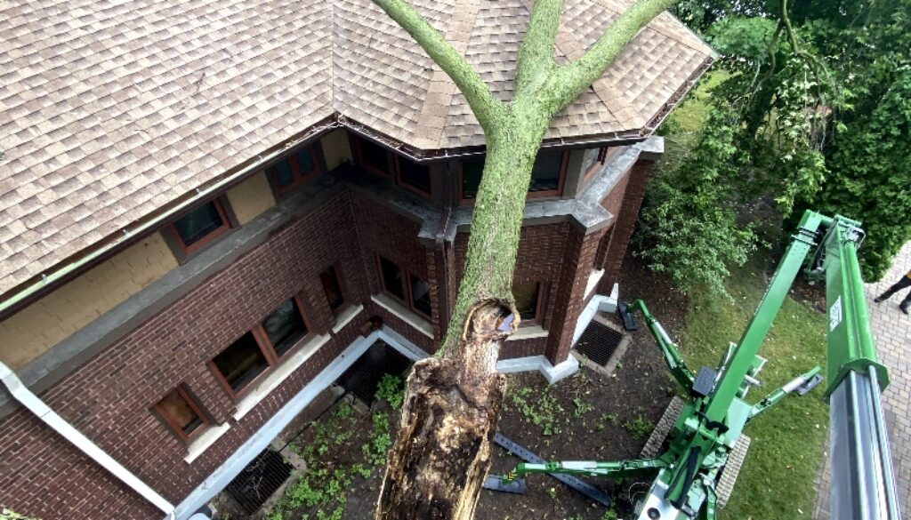 How to Avoid Property Damage Johnson-ops-tree-care