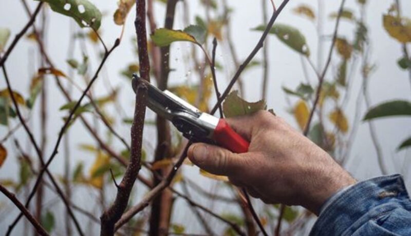 Tree Pruning Dos and Don’ts Johnson-ops-tree-care