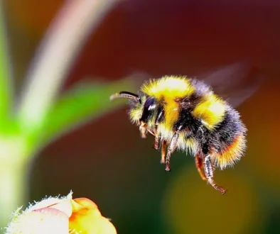 bumble-bee-friendly trees and shrubs