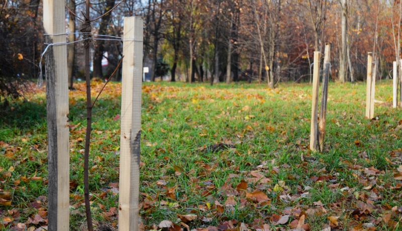 A row of trees that are freshly planted and braced in the ground.